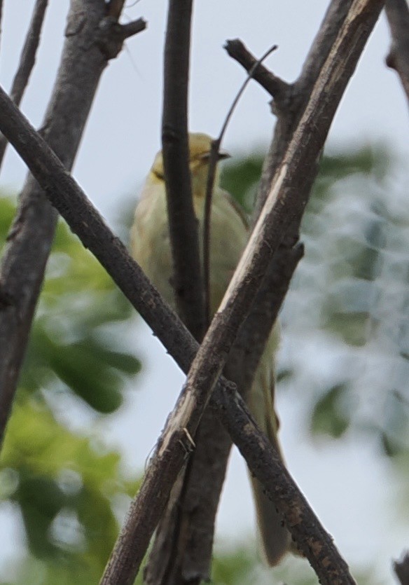 Yellow-tinted Honeyeater - ML643638869