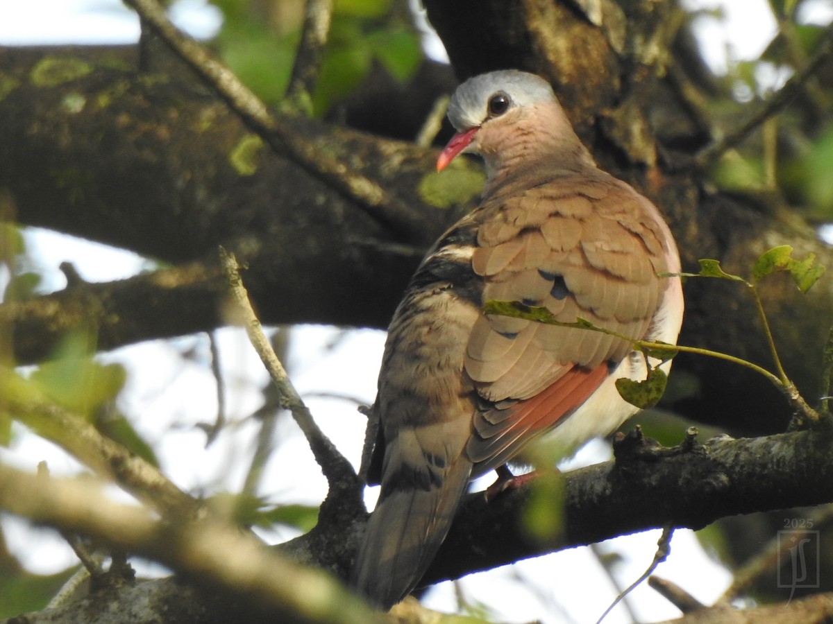 Blue-spotted Wood-Dove - ML643638874