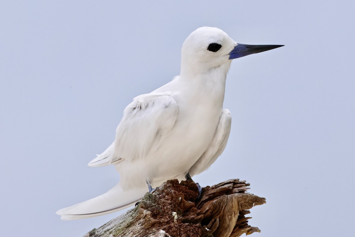White Tern - ML643638879