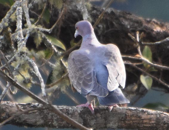 Picazuro Pigeon - ML643638880
