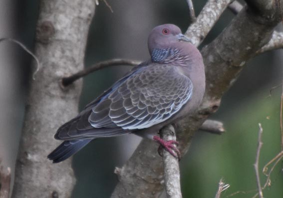 Picazuro Pigeon - ML643638884