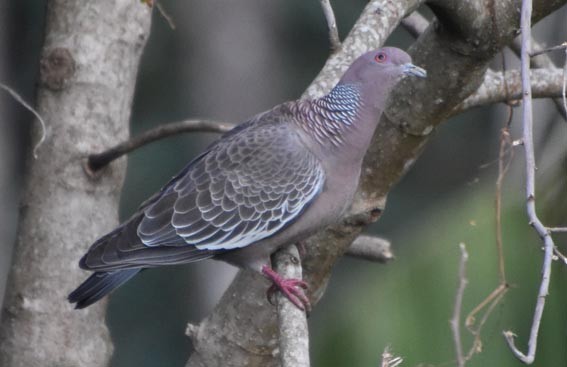 Picazuro Pigeon - ML643638885