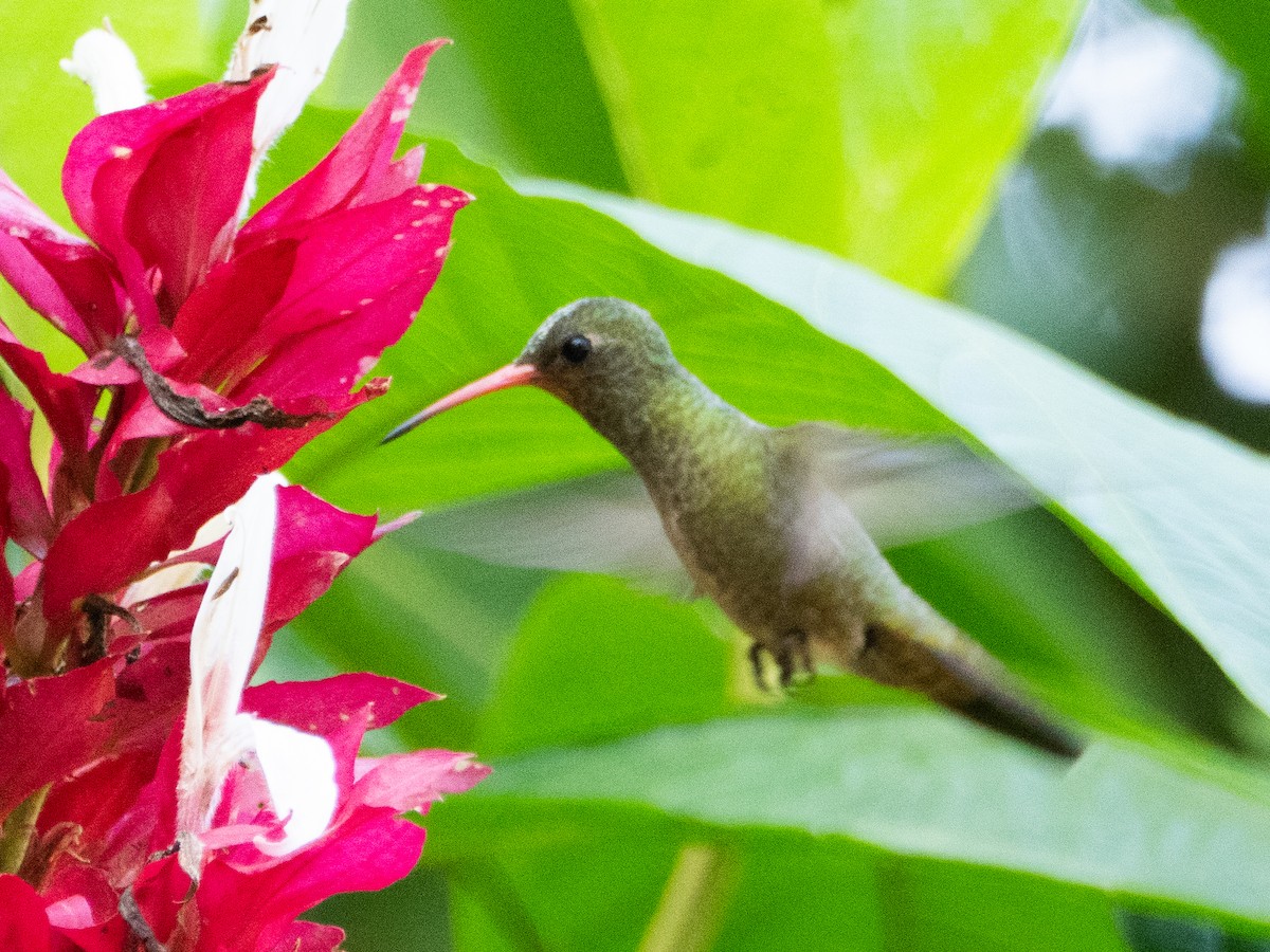 Gilded Hummingbird - ML643638886