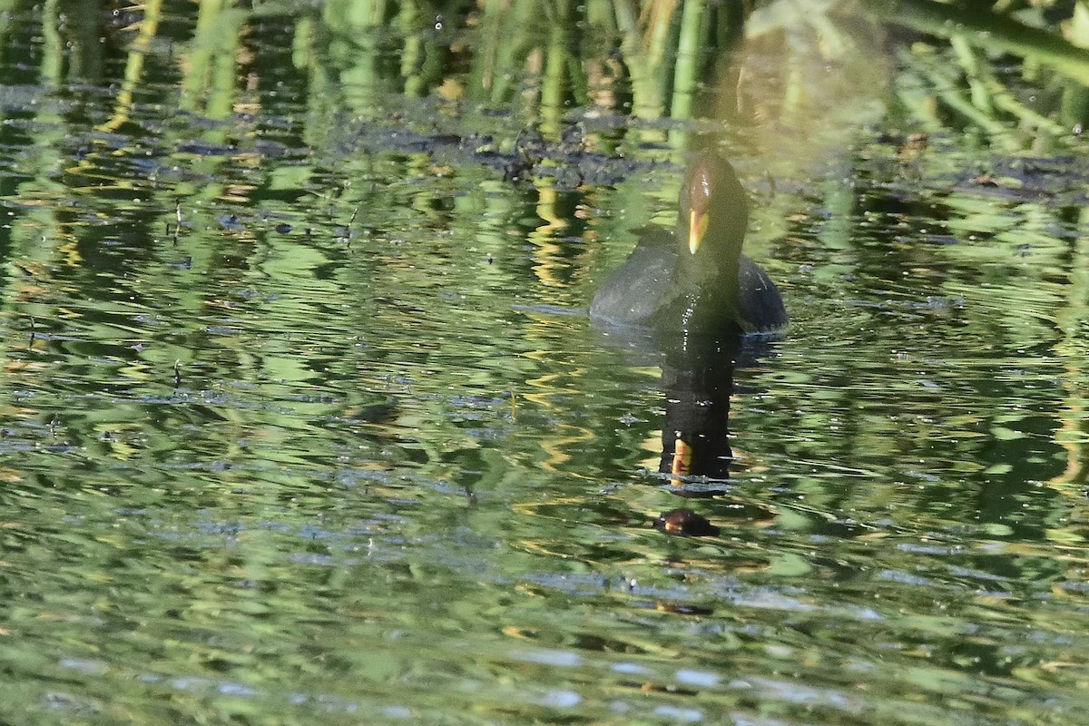 Red-fronted Coot - ML643638897