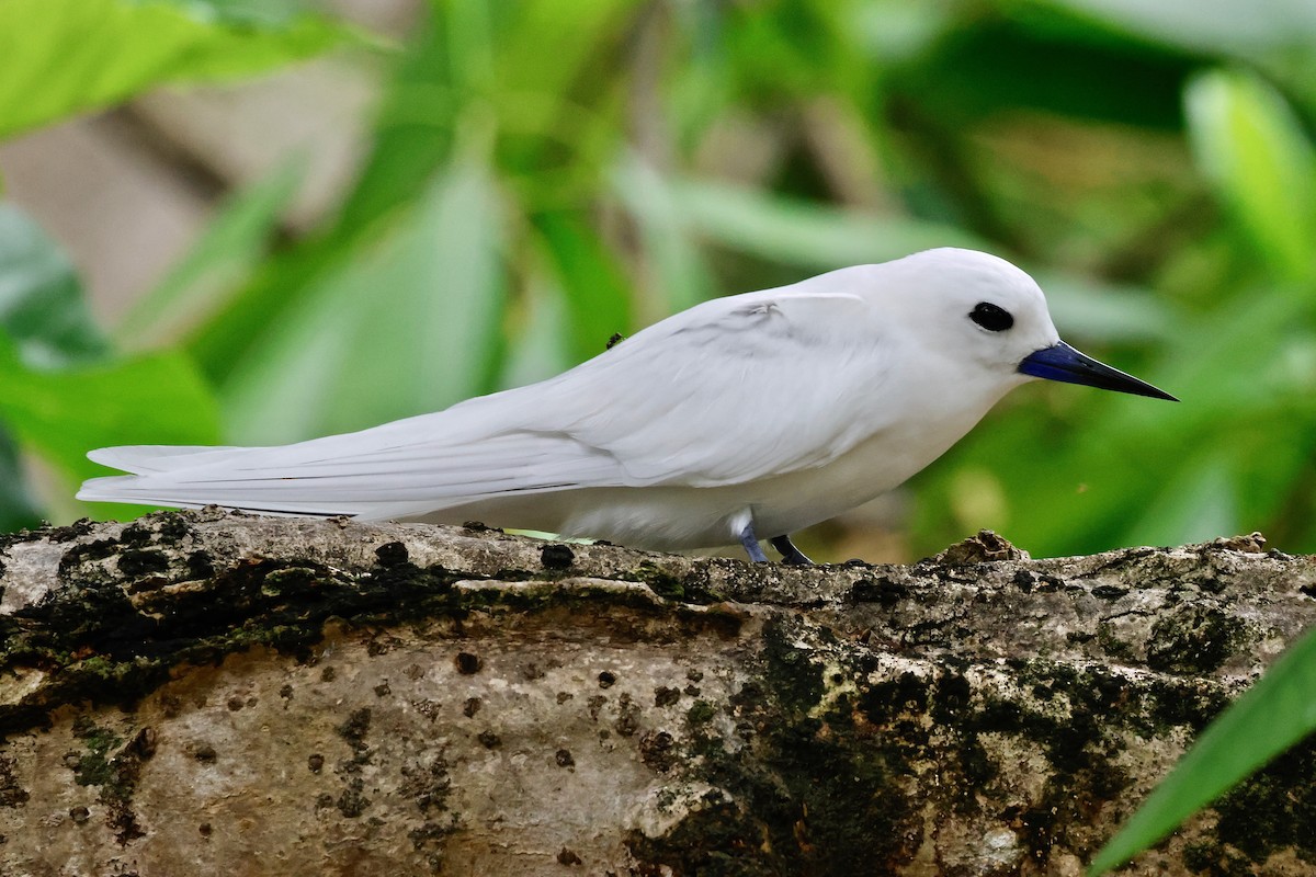 White Tern - ML643638901
