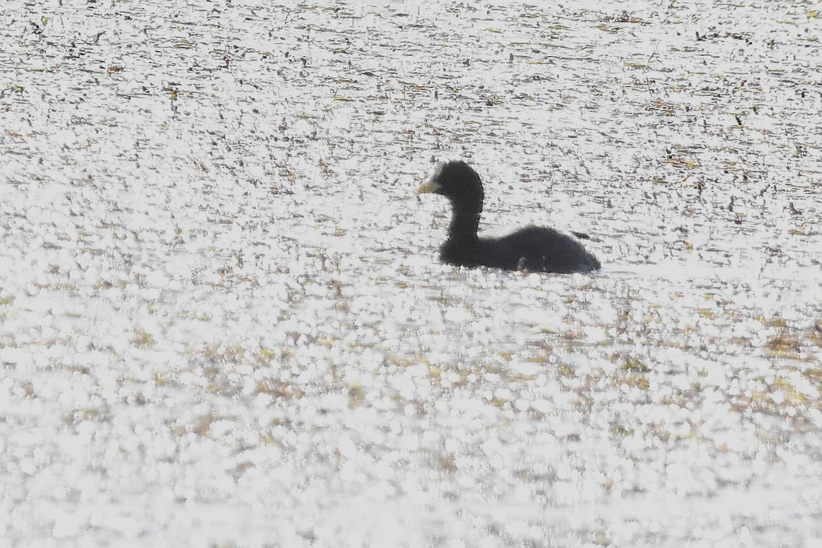Red-gartered Coot - ML643638905