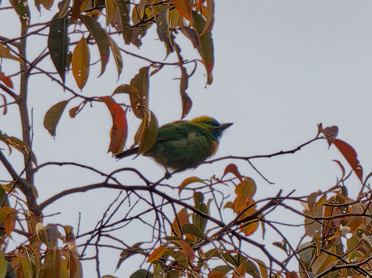 Golden-naped Barbet - ML643638907