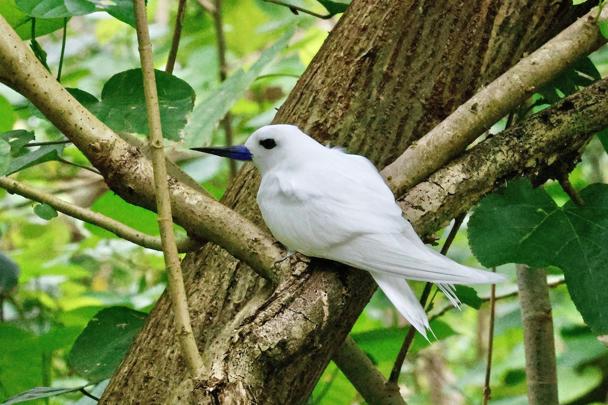 White Tern - ML643638922
