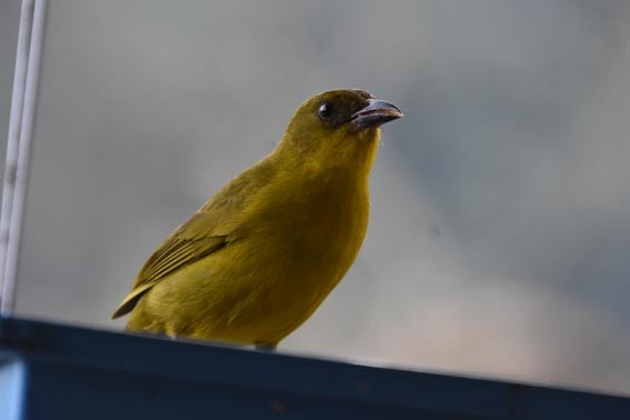 Mitrospin viréon - ML643638923