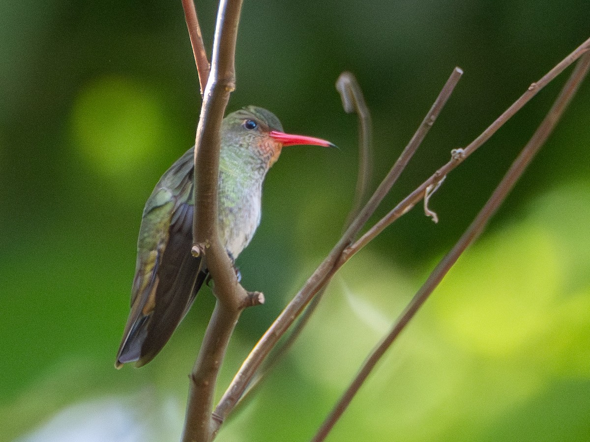 Gilded Hummingbird - ML643638926