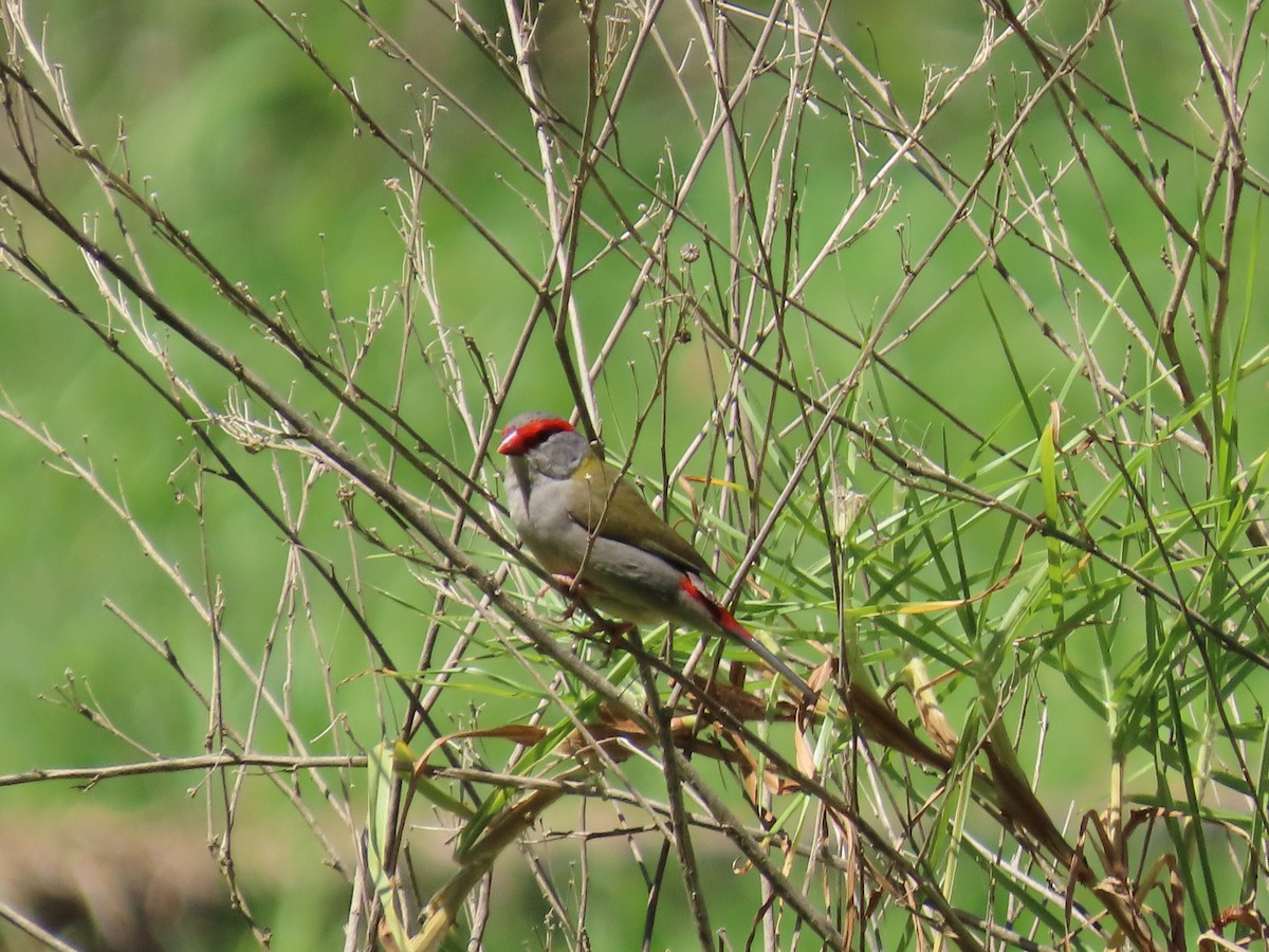 Red-browed Firetail - ML643638937