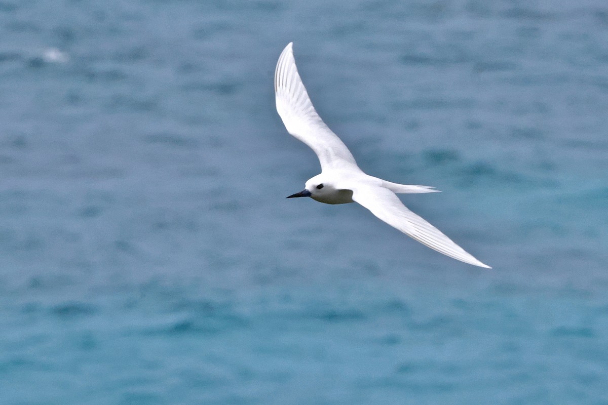 White Tern - ML643638943