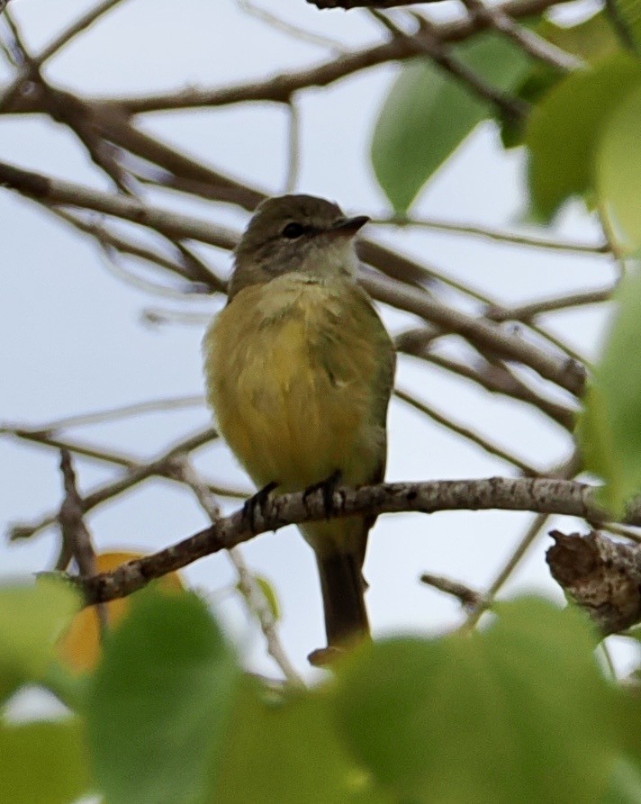 Lemon-bellied Flyrobin - ML643638970