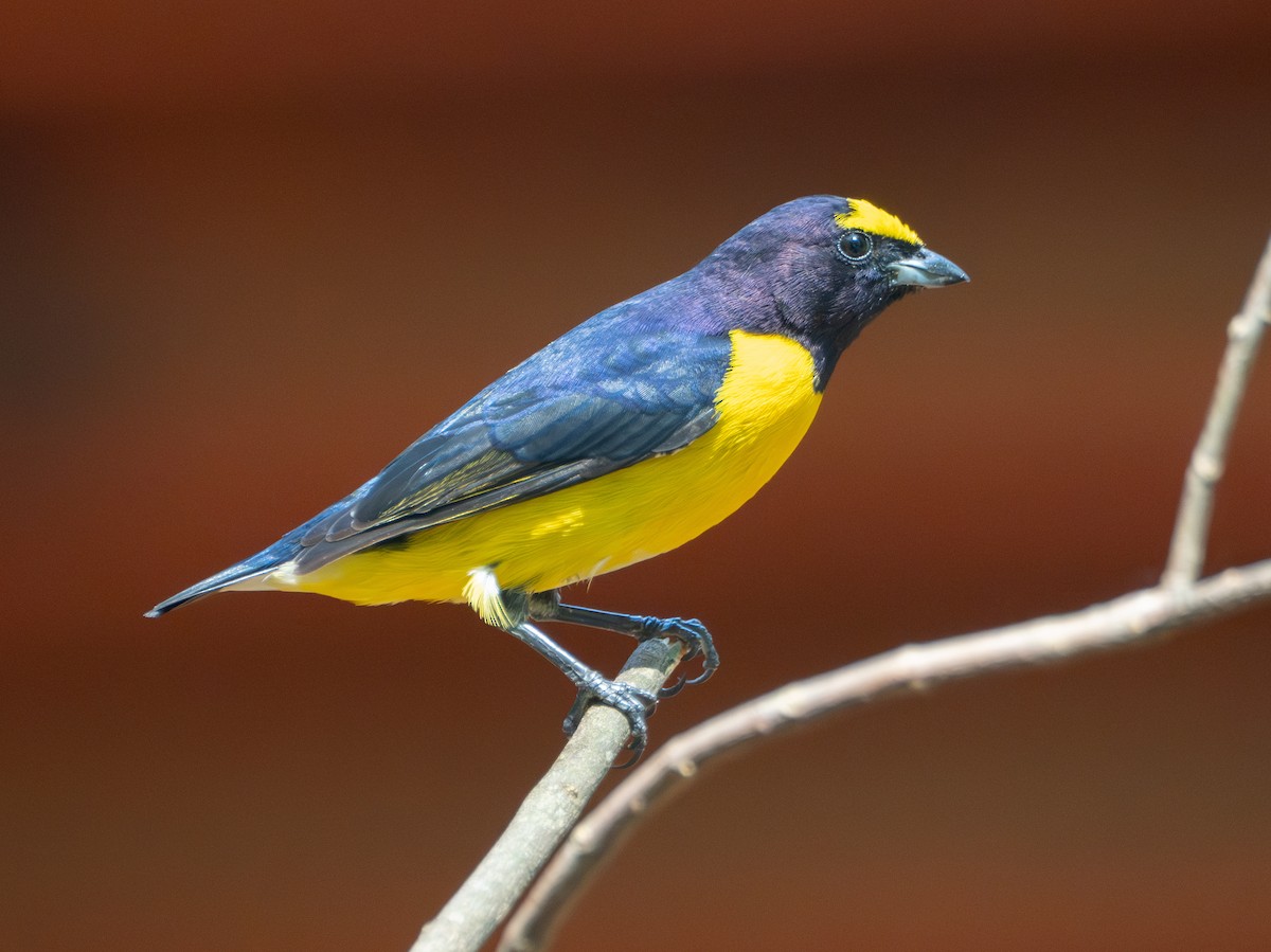 Purple-throated Euphonia - ML643638978