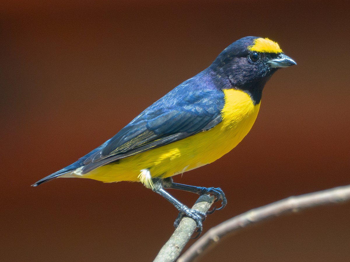Purple-throated Euphonia - ML643638979