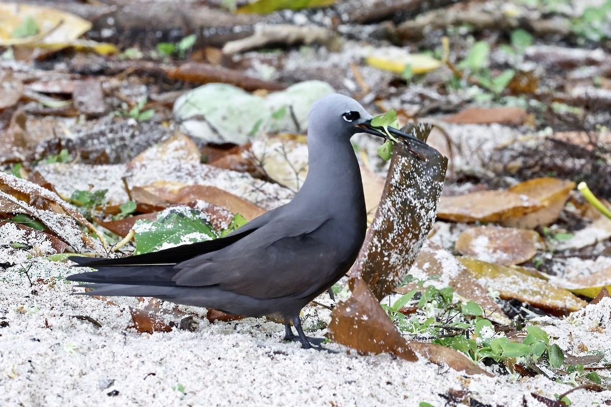Lesser Noddy - ML643638980