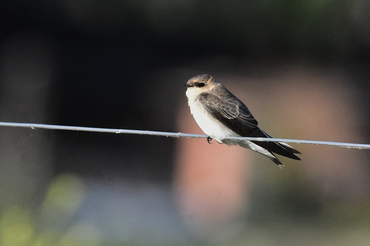 Tawny-headed Swallow - ML643638984