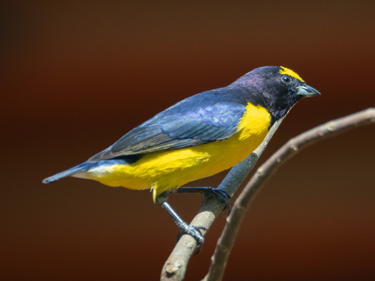 Purple-throated Euphonia - ML643638986