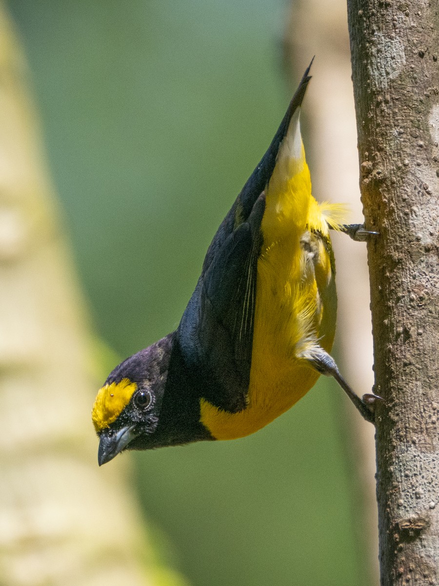 Purple-throated Euphonia - ML643638987