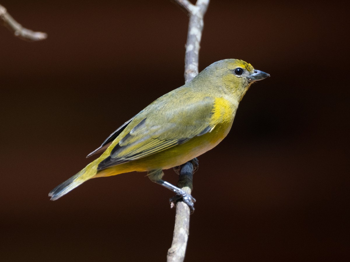 Purple-throated Euphonia - ML643638988