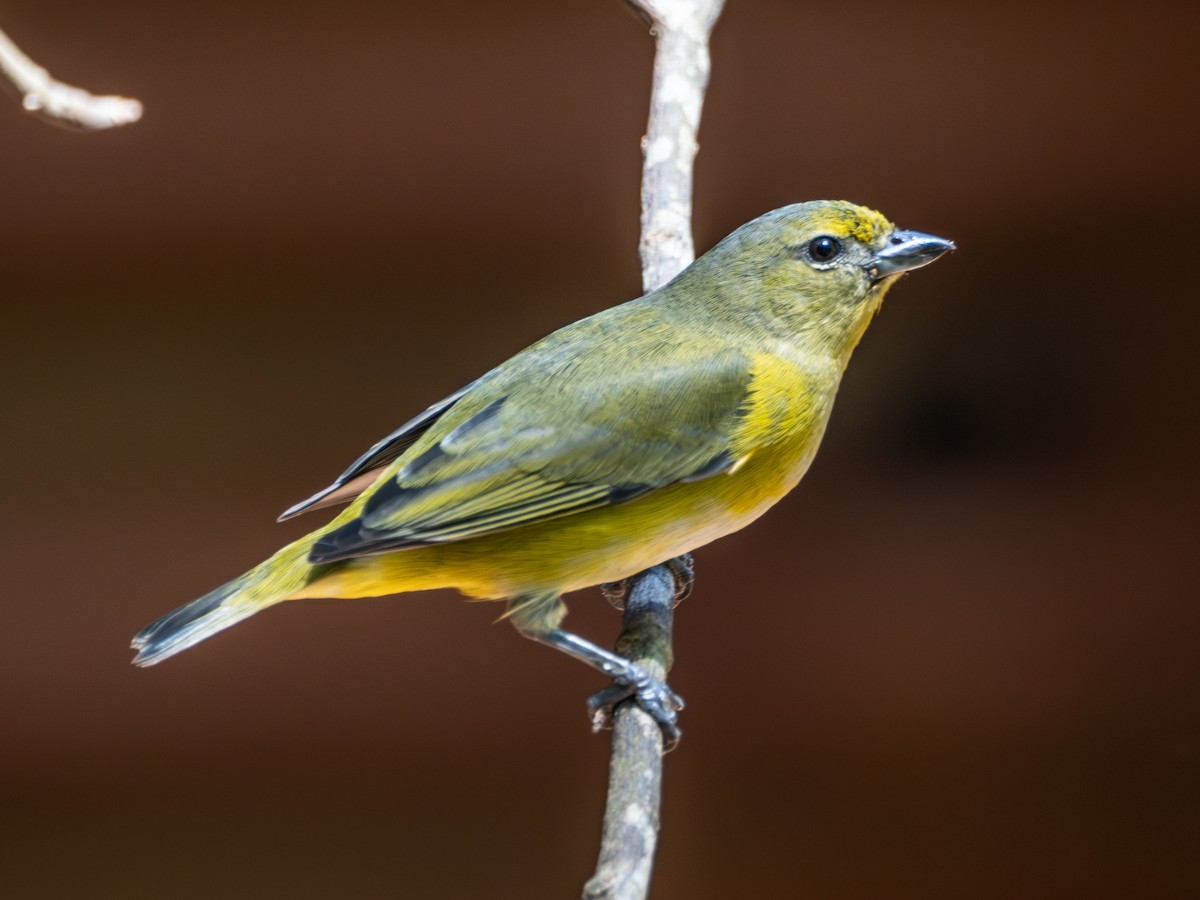 Purple-throated Euphonia - ML643638989