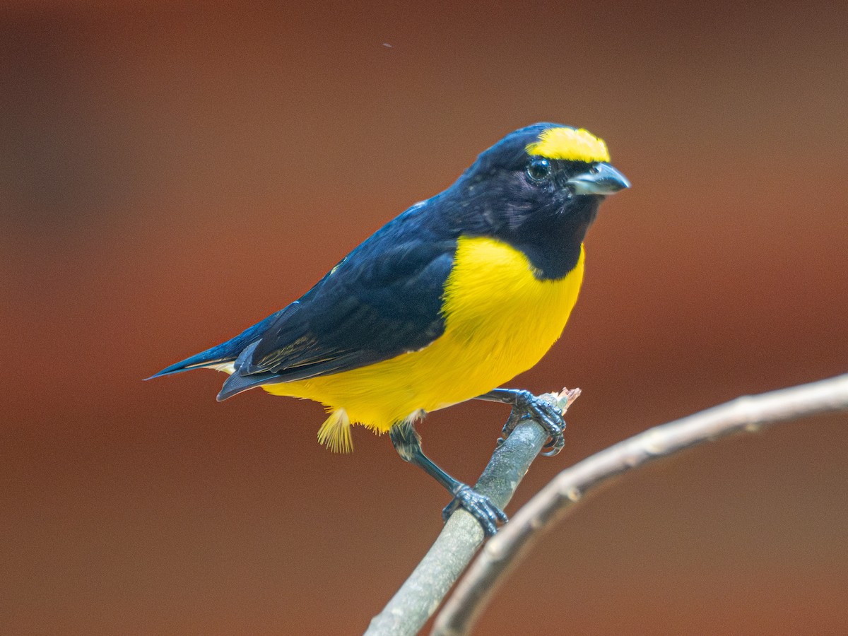 Purple-throated Euphonia - ML643638990