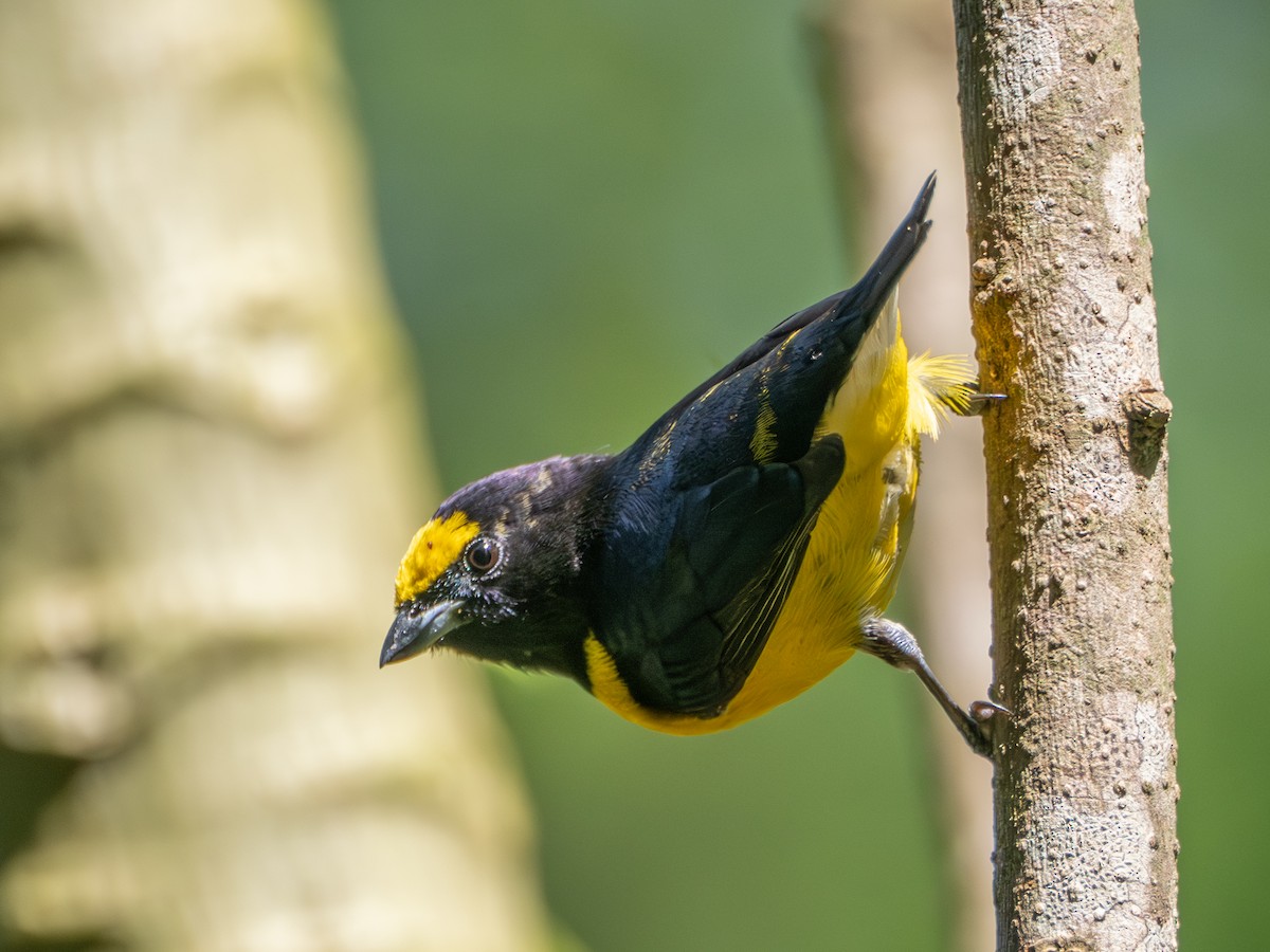 Purple-throated Euphonia - ML643638991