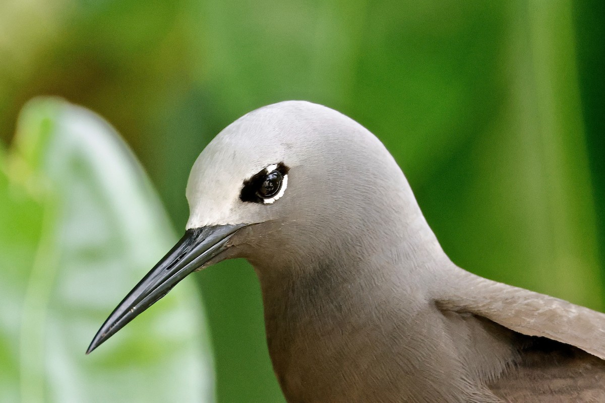 Lesser Noddy - ML643638994