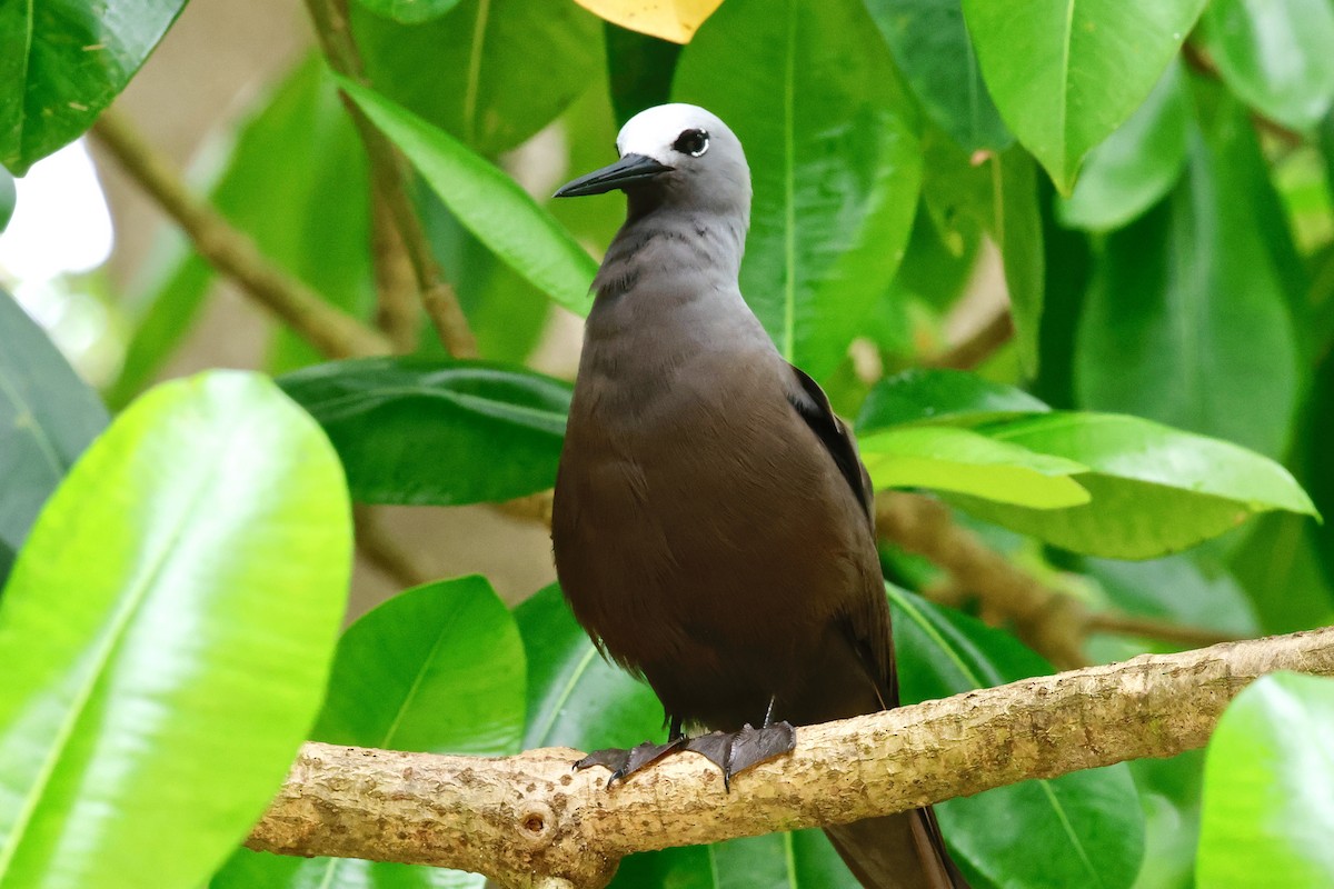 Lesser Noddy - ML643639001