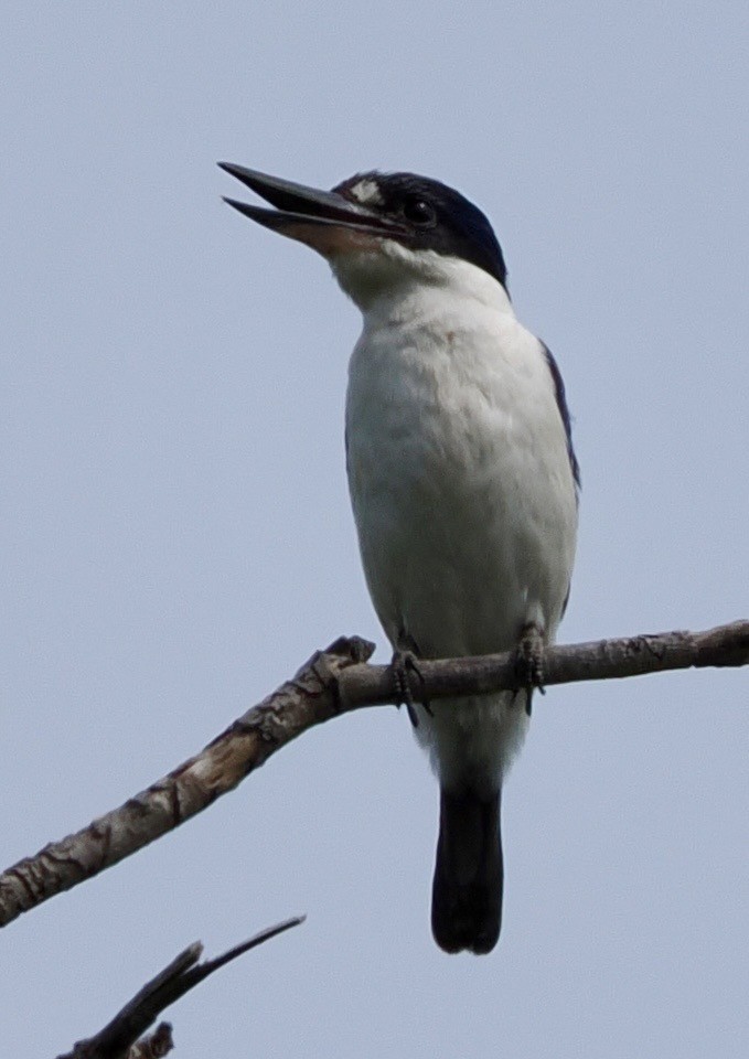 Forest Kingfisher - ML643639005