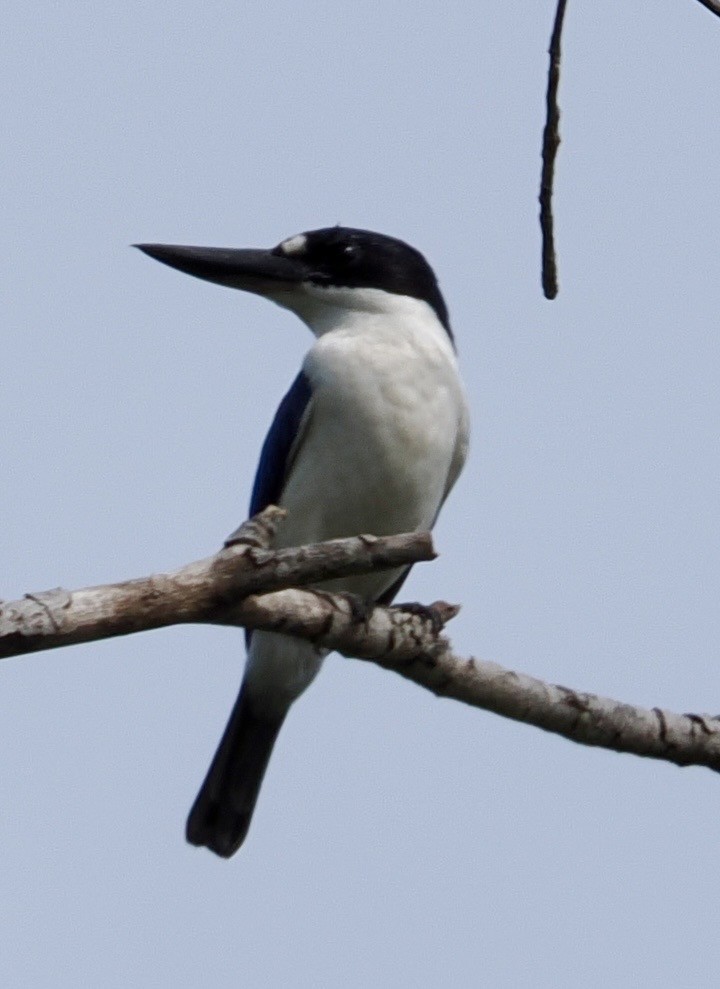 Forest Kingfisher - ML643639006