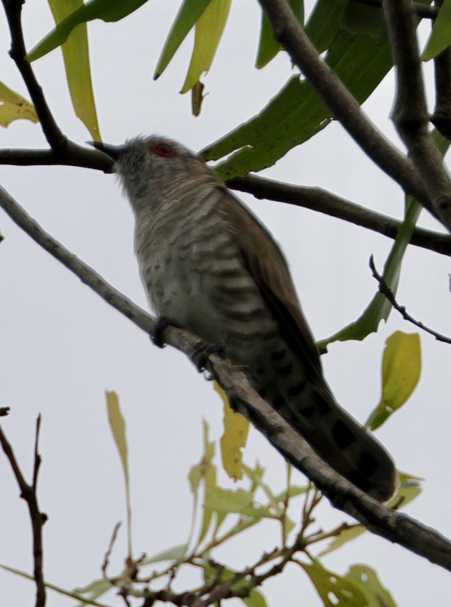 アカメテリカッコウ - ML643639019