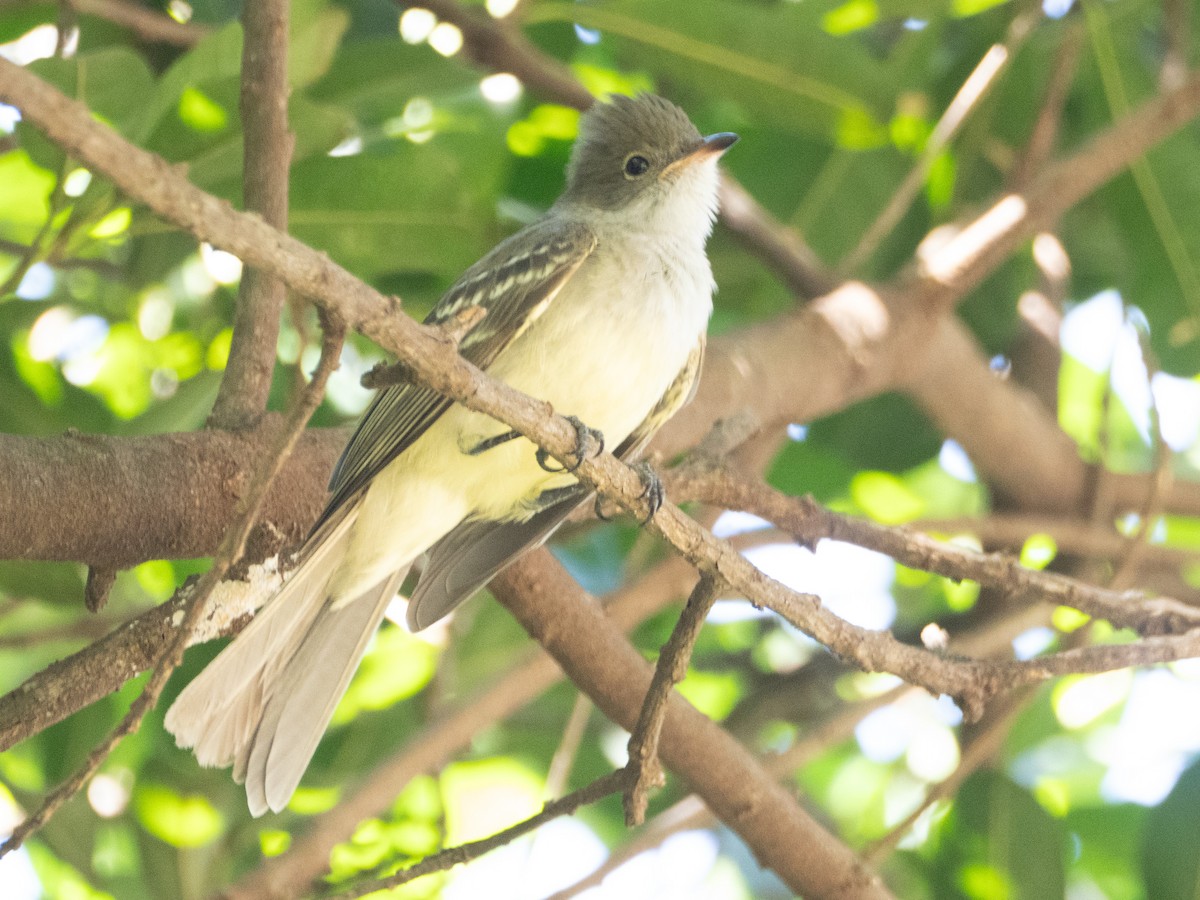 Large Elaenia - ML643639028