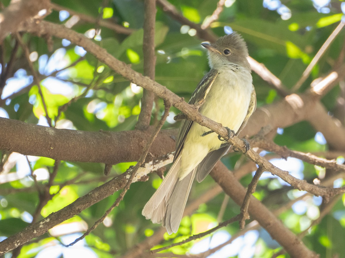 Large Elaenia - ML643639030