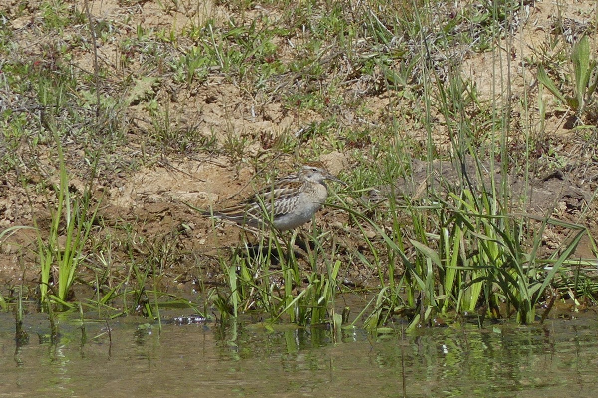 Sharp-tailed Sandpiper - ML643639032