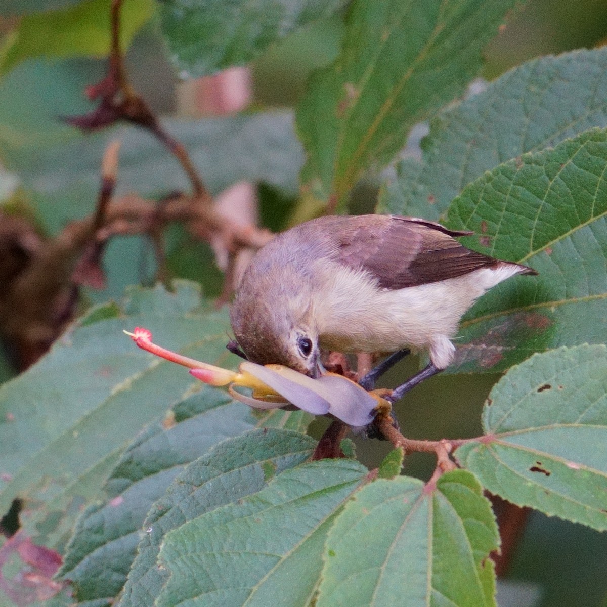 Nilgiri Flowerpecker - ML643639036