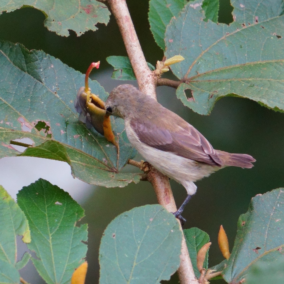 Nilgiri Flowerpecker - ML643639037