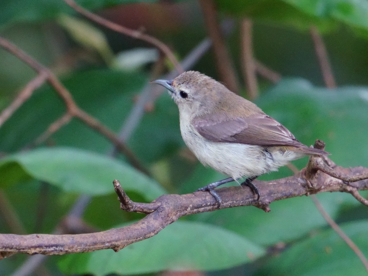 Nilgiri Flowerpecker - ML643639038
