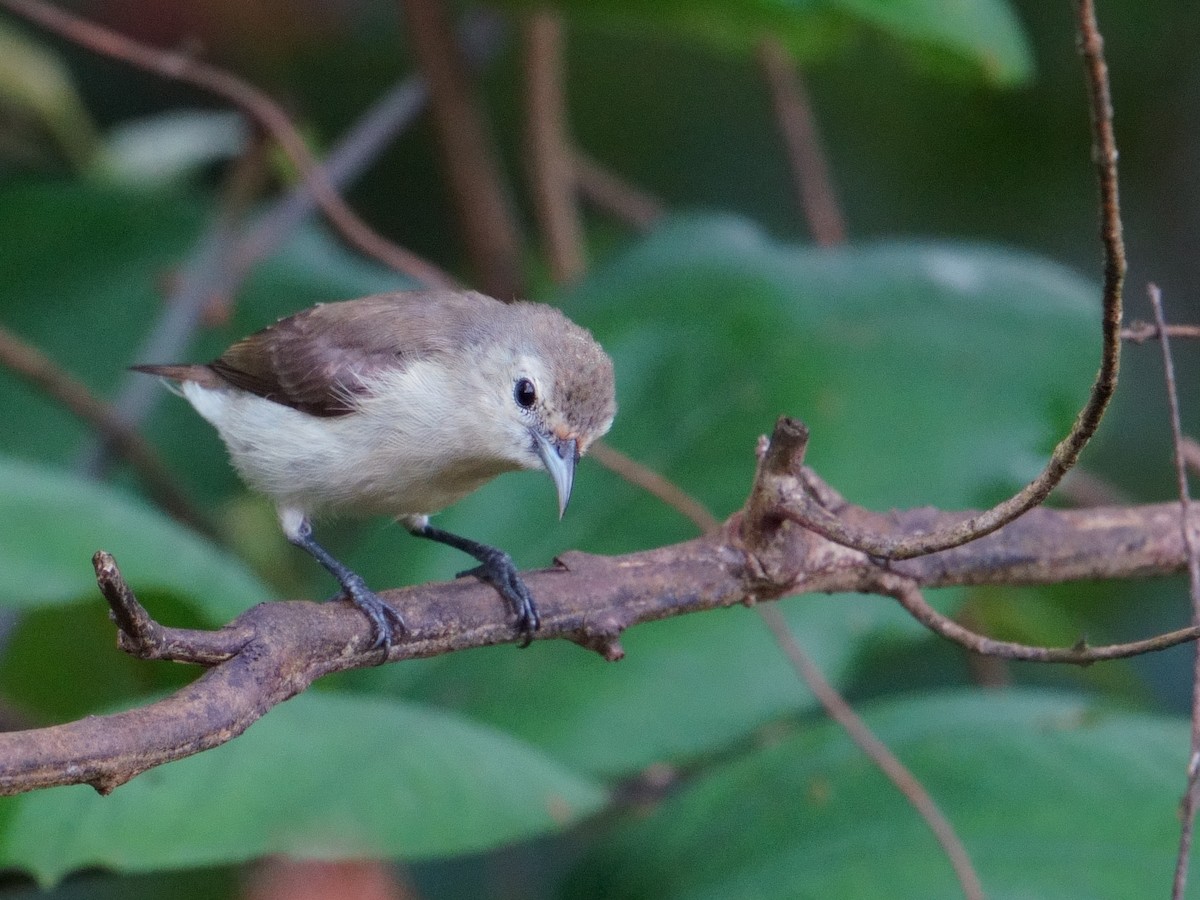 Nilgiri Flowerpecker - ML643639039