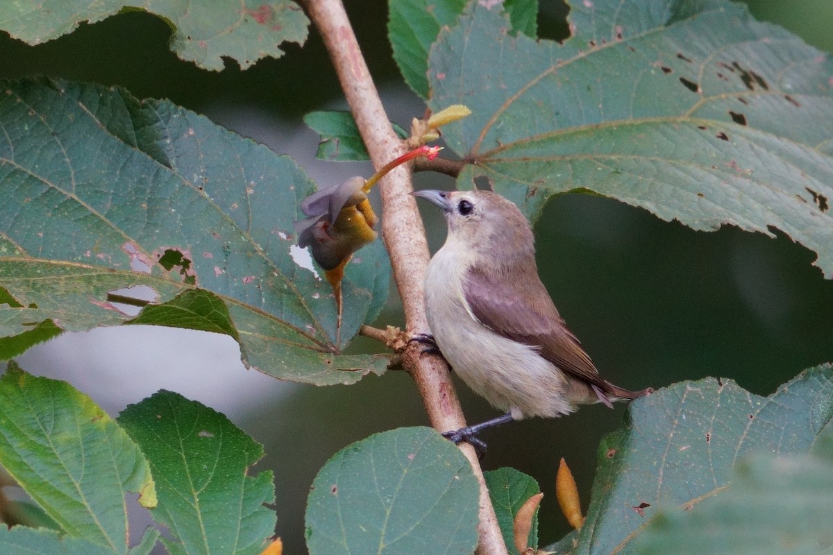 Nilgiri Flowerpecker - ML643639040