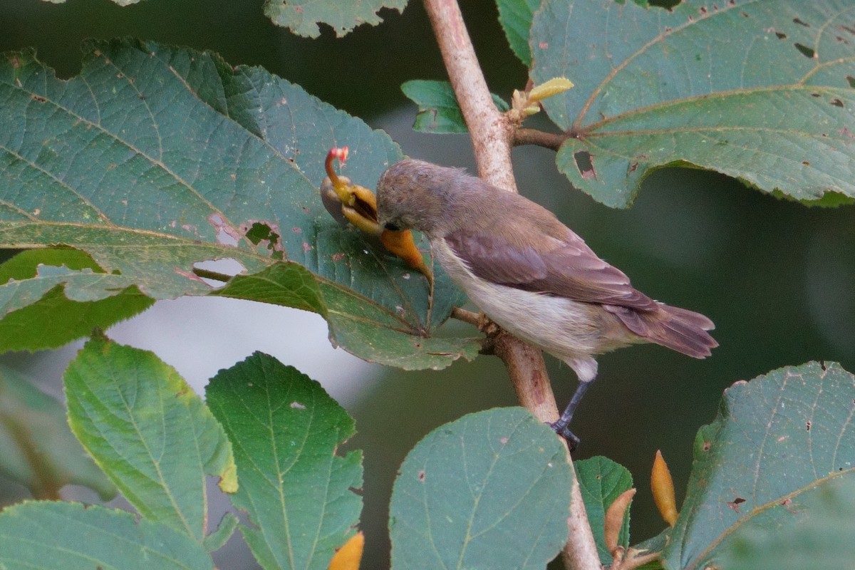 Nilgiri Flowerpecker - ML643639041