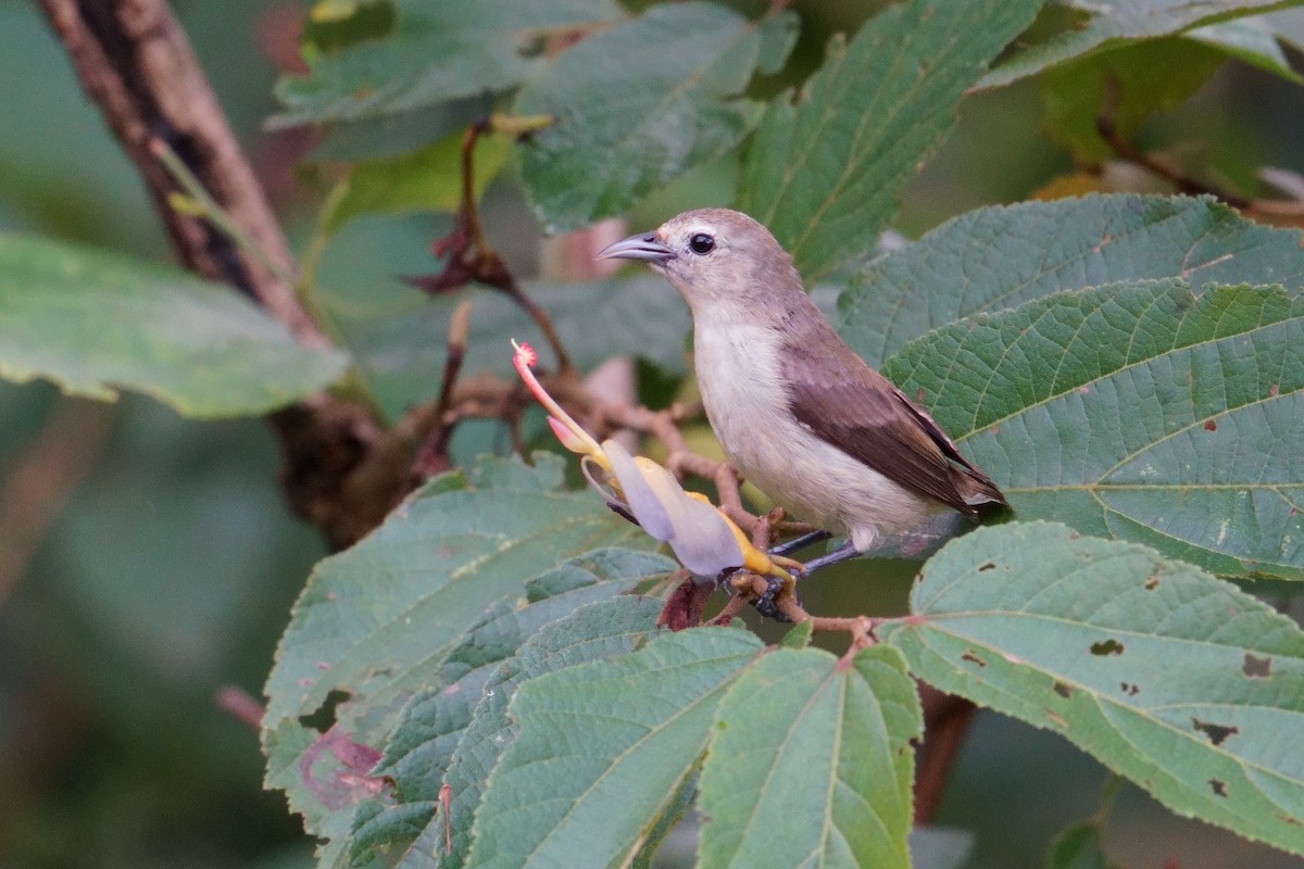 Nilgiri Flowerpecker - ML643639042