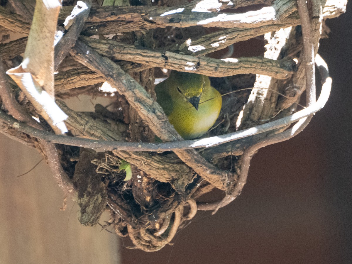 Purple-throated Euphonia - ML643639044