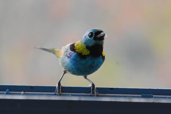 Green-headed Tanager - ML643639057