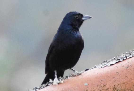 Ruby-crowned Tanager - ML643639072