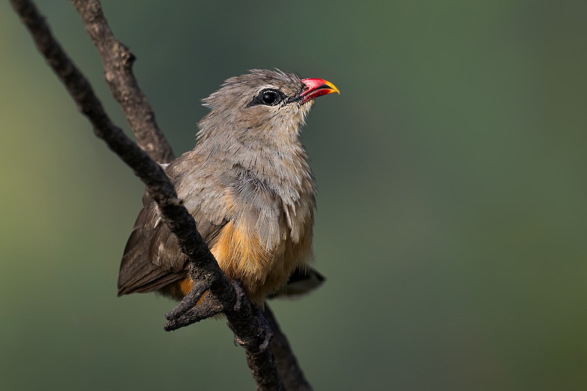 Sirkeer Malkoha - ML643639073