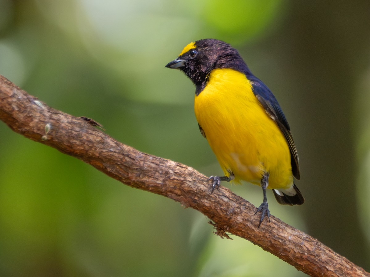 Purple-throated Euphonia - ML643639075