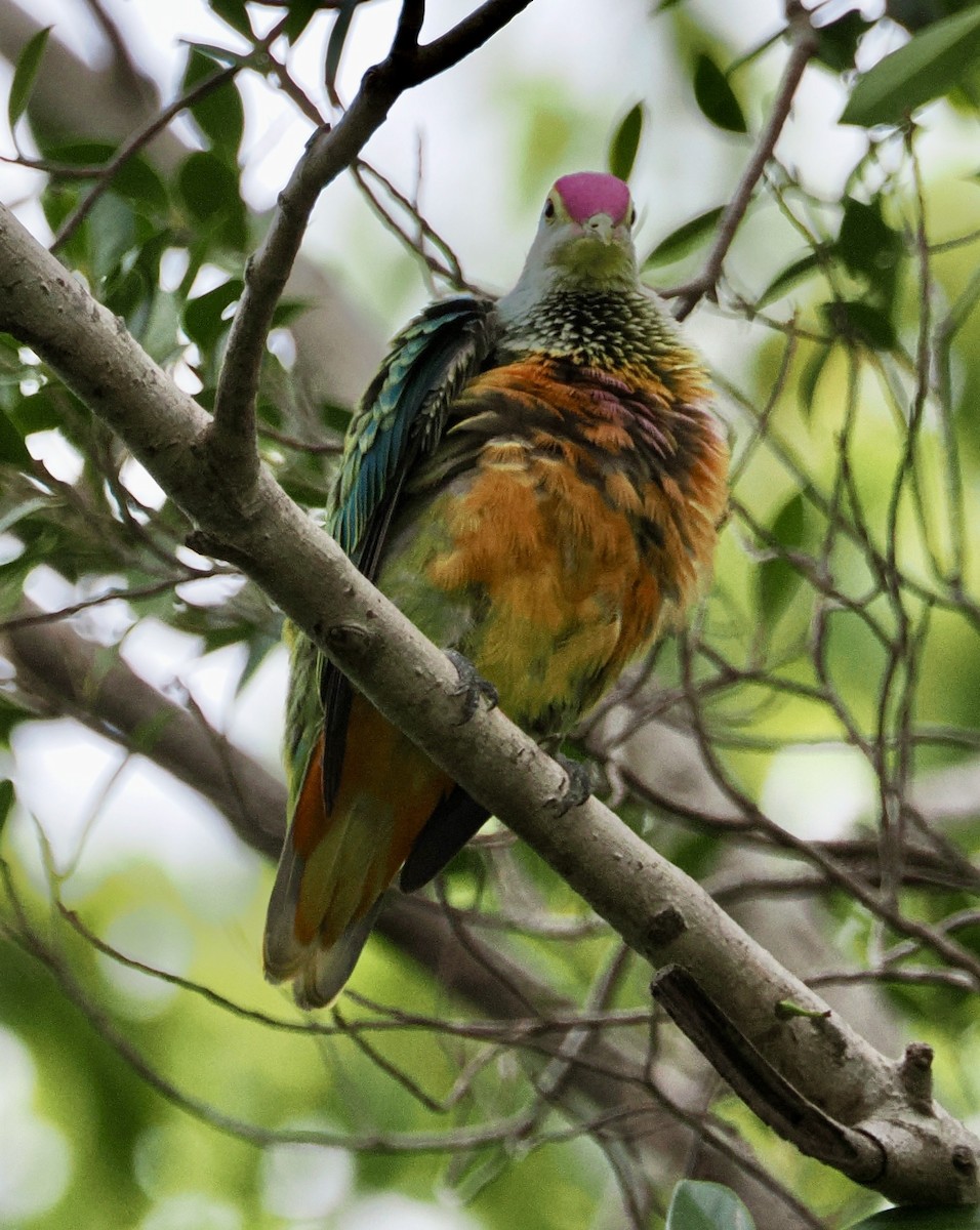 Rose-crowned Fruit-Dove - ML643639076