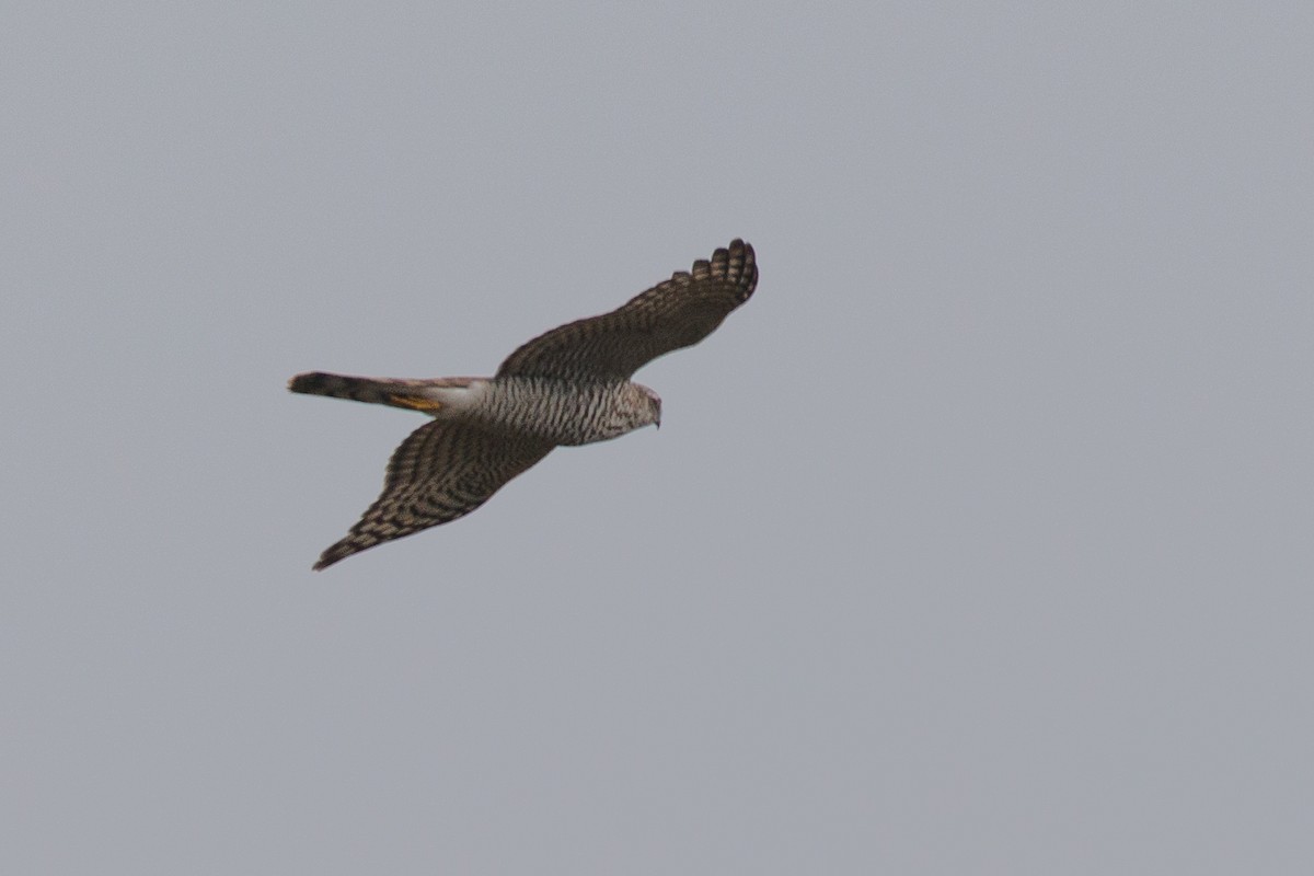 Eurasian Sparrowhawk - ML643639078
