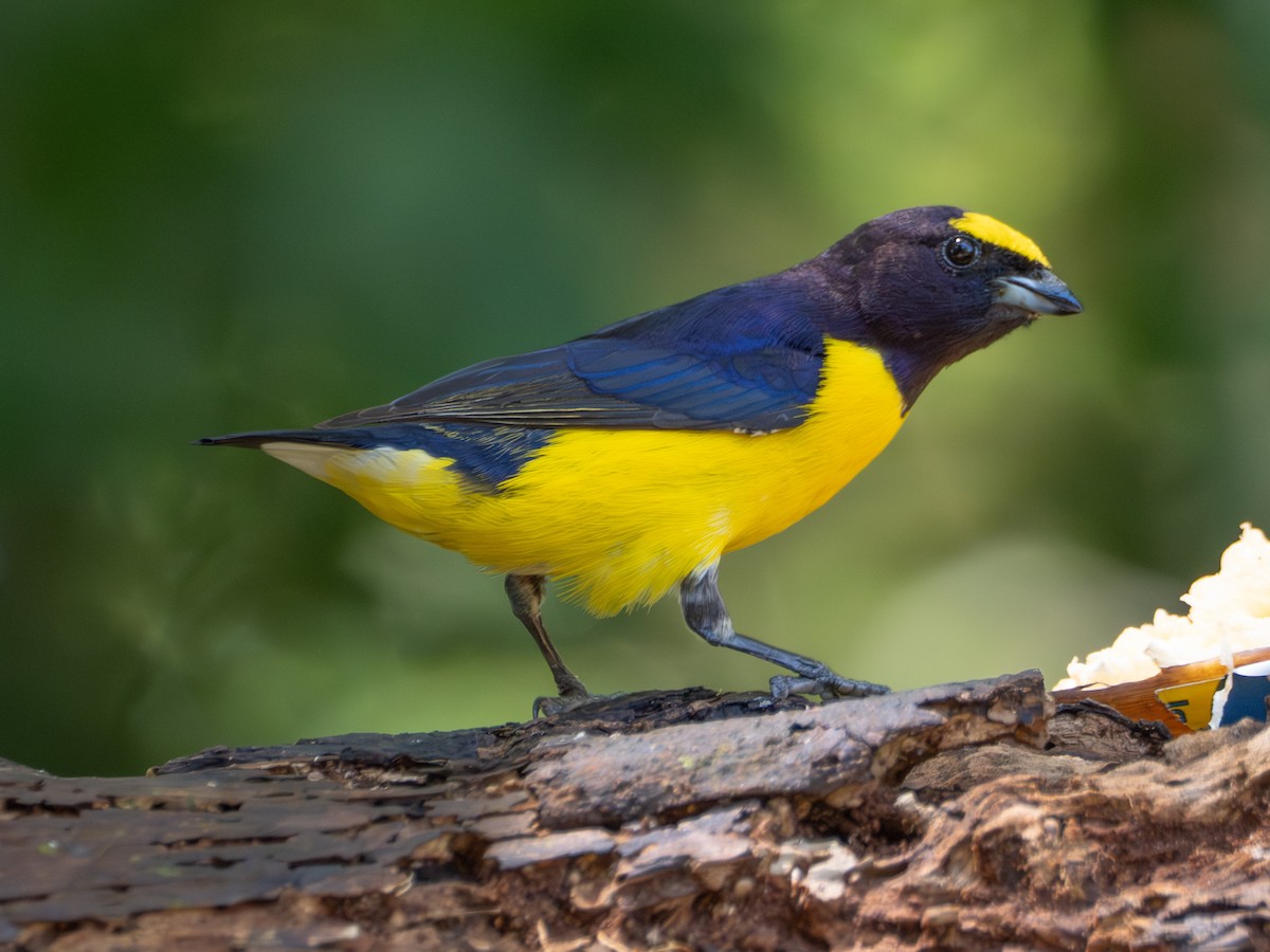 Purple-throated Euphonia - ML643639085